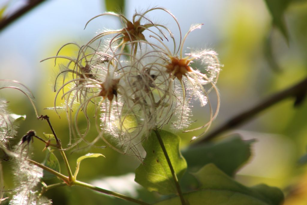 Clematis sp.